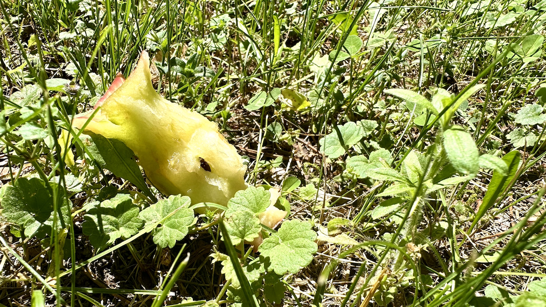 An apple core in the grass